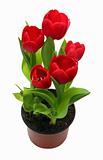 red tulips in pot