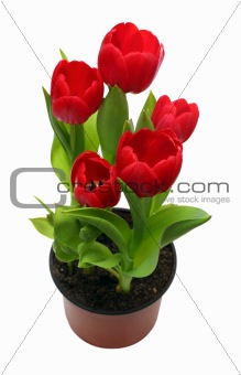red tulips in pot