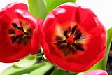 close-up view on red tulips