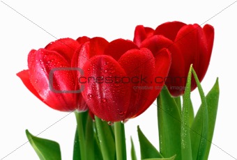 red tulips with drops close-up