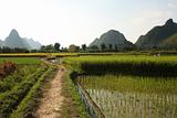 Rice fields of China