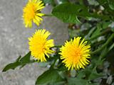 The first spring dandelion flowers