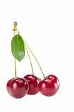 Three cherries with leaves on a branch