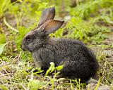 Rabbit 
