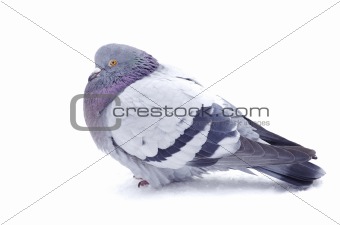  pigeon 