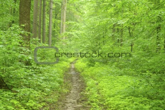  green forest     