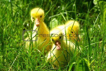  gosling in grass