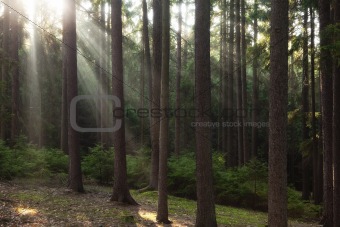 forest scene with sunrays shining through branches 