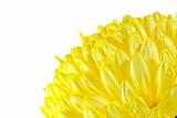 Closeup of Yellow Chrysanthemum