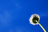 daisy under blue sky