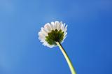 daisy under blue sky