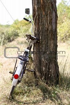 Old bike near tree.