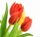 tulips over a white background