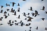 Flock of Canada Geese in Flight