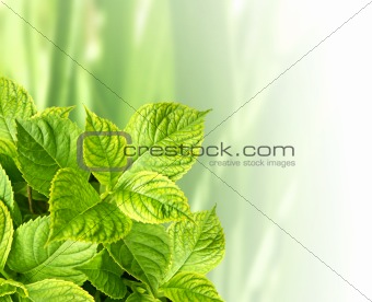 Leaves of a hydrangea