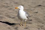 Atlantic Gull on the Beach