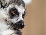 Lemur Portrait