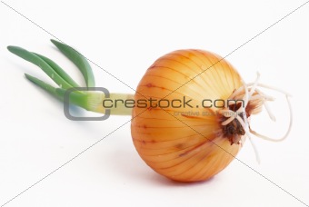 onions with sprouts on a white background