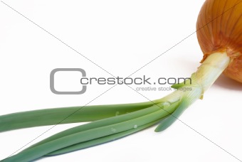 onions with sprouts on a white background