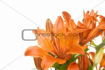 Flowers orange tiger lily