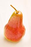 Ripe pear in autumn colors