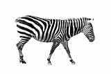 Zebra on white