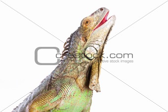 Smiling iguana on isolated white