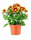 chrysanthemum flowers with green leaves in pot