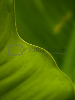 Curved line of green leaf