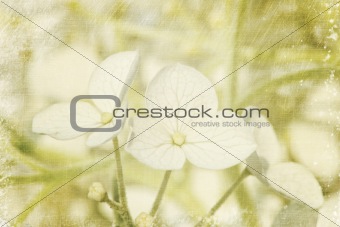 Closeup of hydrangea flowers with vintage background