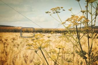 Late summer field of wild dill