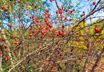 Bush with red hips