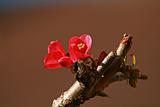 Chaenomeles flower