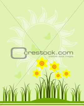 daffodils background