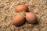 Three brown eggs on sawdust