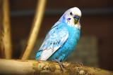 Blue budgerigar