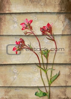 Grunge background with pink flowers