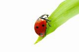 red ladybug 