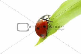 red ladybug 