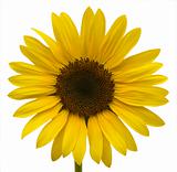 One Sunflower