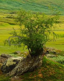 Tree Growing on Rock