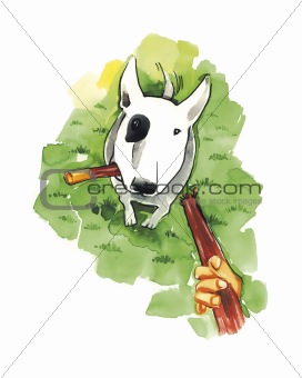 Bull terrier with stick