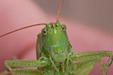 Curious grasshopper