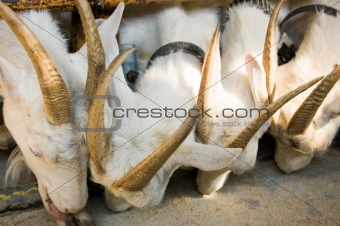 Goats at a feeding trough
