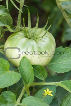 Tomatoe with a blossom