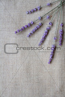 Bunch of lavender flowers on sackcloth background 