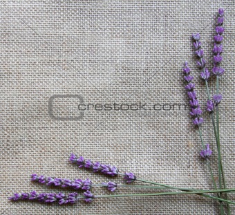 Lavender flowers on sackcloth background