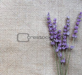 Bunch of lilac lavender flowers on sackcloth 