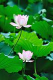 Two Lotus flowers
