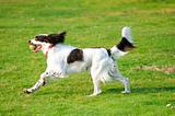Springer dog running